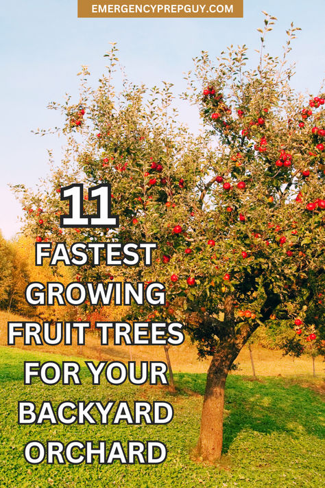 A lush apple tree laden with fruit in a backyard orchard, illustrating prepper garden ideas focused on gardening for self-sufficiency. Low Maintenance Fruit Trees, Small Fruit Tree Orchard, Orchard Ideas Backyard, Mini Backyard Orchard, Fruit Tree Backyard Landscape, Tree Raised Bed, Easy Fruit Trees To Grow, Fruit Tree Planting Guide, Backyard Fruit Trees Layout