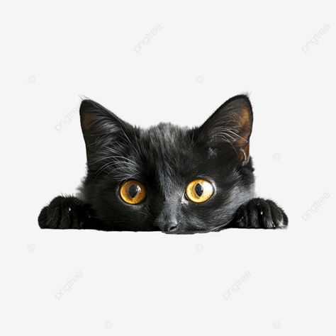 black cat with yellow eyes peeks out from under the table Cat Peaking, Black Cat With Yellow Eyes, Black Cat Png, Cat Peeking, Cat Png, Free Printable Art, Cat Clipart, Tea Shirt, Cat Photography