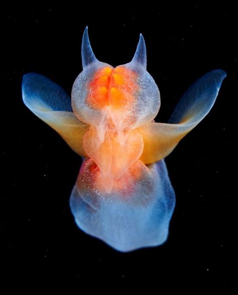 Scott Morrissey on Instagram: “😇 SEA ANGELS 😇 Swipe ➡️ to see what it uses to catch its dinner! Sea angels (clade - Gymnosomata) are a group of small swimming sea…” Sea Angel, Swimming Sea, Cute Moth, Ocean Drawing, Mysterious Creatures, Deep Sea Creatures, Sea Slug, Aquatic Animals, Angel Fish