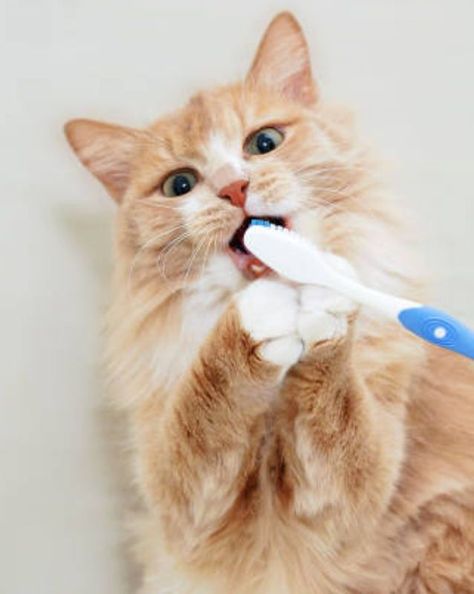 Cat Brushing Teeth, Cat Feed, Cat Toothbrush, Cat Teeth, Pet Dental Care, Cat Brush, Brush Teeth, Dental Treats, Cat Health Care