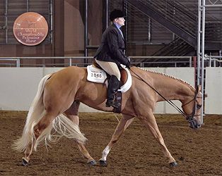 English Pleasure, Hunt Seat Equitation, Hunter Under Saddle, Hunter Horse, Hunt Seat, Horse Showing, Horse Magazine, Horse Coats, Dream Farm