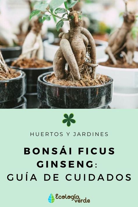 Nature, Ginseng Bonsai, Ficus Ginseng Bonsai, Ficus Ginseng, Ficus Bonsai, Bonsai Ficus, Ficus Microcarpa, Gardening Guide, Plantas Bonsai