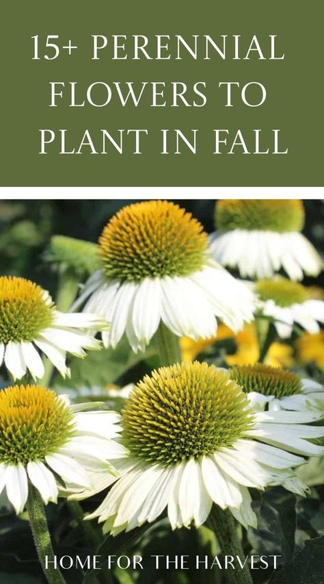 Flower To Plant In Fall, Zone 4 Fall Planting, Perennial Flowers To Plant In Fall, Best Flowers To Plant In Fall, Planting Perennials In The Fall, When To Plant Perennials, Landscape Ideas Perennials, Perennials To Plant In The Fall, Perennial Seeds To Plant In Fall