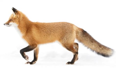 Fox Anatomy Reference, Fox Pose Reference, Fox Poses Reference, Fox Reference Photo, Fox Poses, Fox Anatomy, City Magazine, Fox Pictures, Animal Reference