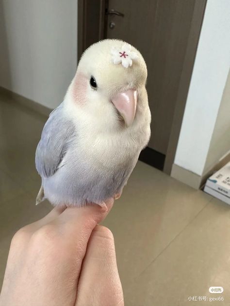 @merymode • Mommy, I found a flower 🌸 • Threads Bird Cute, Cute Parrot, Cute Bird Reference, Cute Bird Aesthetic, Bird Pet, Love Bird, Cute Pets, Cute Animal Pfp, Cute Bird