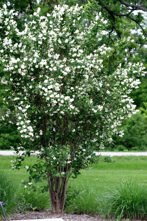 Mock Orange Shrub, White Flowering Trees, Powell Gardens, Dutch Gardens, Mock Orange, Orange Plant, Fragrant Garden, Farmhouse Garden, Sun Plants