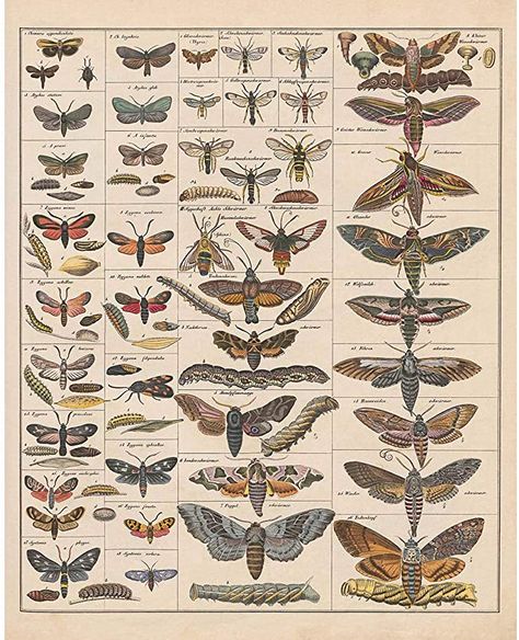 Entomology Illustration, Cottagecore Posters, Moth Species, Butterfly Poster, Johanna Basford Coloring Book, Reference Chart, Nature Posters, Botanical Poster, Graphic Design Fun