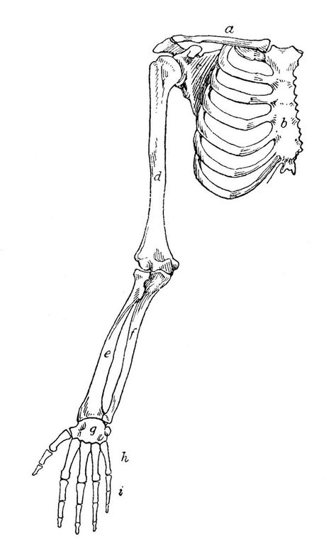 Arm Bones Drawing, Skeleton Art Drawing, Bones Drawing, Bone Drawing, Arm Anatomy, Drawing Arms, Skeleton Arm, Arm Bones, Arm Drawing