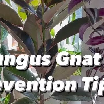 Kellyn | Houseplants on Instagram Fungus Gnats, Household Plants, Root Growth, Plant Roots, Aesthetically Pleasing, Potted Plants, I Saw, House Plants, Plants