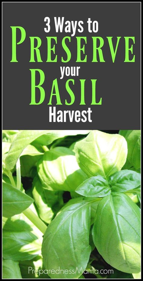 How To Preserve Basil, Using Basil, Storing Basil, Preserving Basil, Preserve Fresh Herbs, Store Fresh Herbs, Drying Fresh Herbs, Harvesting Basil, Basil Olive Oil