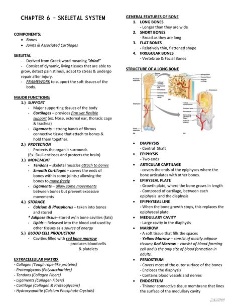 Skeletal System Anatomy Study, Human Body Skeletal System, Bones Of The Body Anatomy, Anatomy And Physiology Terminology, How To Study Anatomy And Physiology, Musculoskeletal System Anatomy, Anatomy Physiology Study, Anatomy And Physiology Bones Study, Anatomy Of Skeletal System