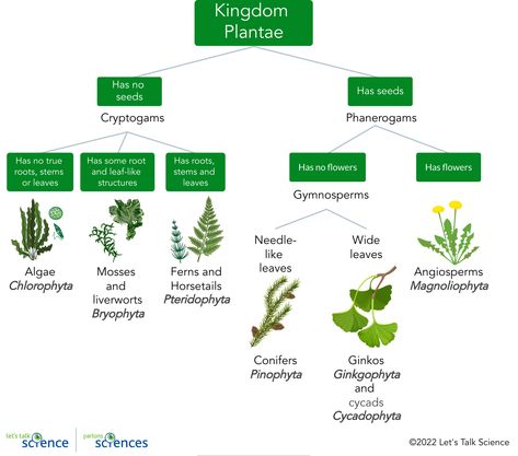 Plant Classification Chart, Algae Classification, Taxonomy Classification, Classification Of Plants, Botany Notes, Plant Taxonomy, Nutrition In Plants, Plant Biology, Biology Plants