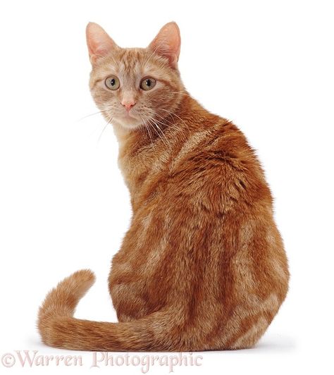 Photograph of Ginger cat sitting looking round over shoulder. Rights managed white background image. Cat Reference Photography Poses, Cat Poses Photography, Cat Reference Photo, Cat Anatomy, Image Chat, Ginger Cat, Orange Tabby Cats, Cat Pose, Orange Tabby