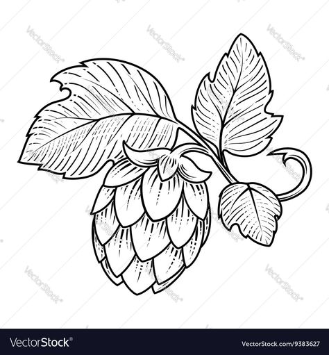 Vector image of Hops ornament Vector Image, includes design, old, drawing, drawn & vintage. Illustrator (.ai), EPS, PDF and JPG image formats. Beer Ingredients Illustration, Hops Tattoo Beer, Beer Hops Illustration, Beer Hops Art, Hops Illustration, Hop Illustration, Beer Themed Wedding, Hop Tattoo, Beer Drawing