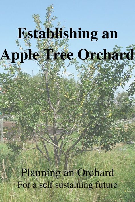 Planning an orchard with an apple tree orchard and fruit orchard in hopes of having a food forest Growing An Apple Orchard, Apple Tree Orchard, How To Start An Orchard, Small Apple Orchard, Small Orchard Layout, Front Yard Orchard, Backyard Orchard Layout, English Orchard, Hillside Orchard