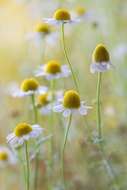 Relaxing, soothing chamomile - what an amazing essential oil Yellow And White Flowers, Chamomile Flowers, Flower Aesthetic, The Grass, Delicate Flower, Flowers Nature, Beautiful Blooms, Flower Photos, Love Flowers