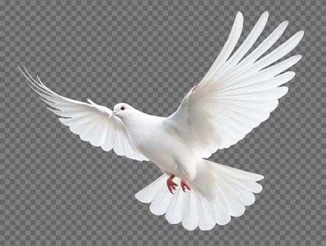 Dove flying isolated on transparent back... | Premium Psd #Freepik #psd #freedom-bird #dove #flying-dove #white-bird Freedom Images, Dove Peace, Freedom Bird, Dove Flying, Dove Images, White Pigeon, Wings Png, Dove Pictures, Background Design Vector