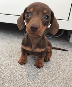 Wiener Dog Puppies, Sausage Dog Puppy, Daschund Puppies, Doxie Puppies, Dachshund Funny, Dachshund Puppies For Sale, Dachshund Puppy Miniature, Very Cute Dogs, Weenie Dogs