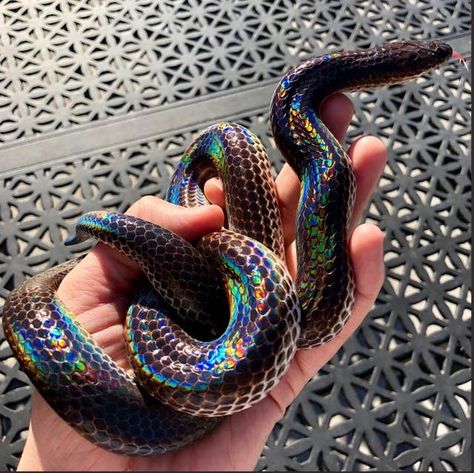 This Gorgeous Rainbow Snake Is A Pride Month Blessing Rainbow Snake, Pretty Snakes, Colorful Snakes, Rabbit Cages, Cute Reptiles, Cute Snake, Reptile Snakes, Pet Snake, Beautiful Snakes