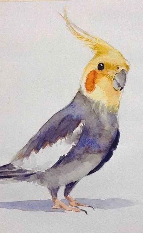 Color Water Painting Bird, Cockatiel Watercolor Painting, Bird Watercolour Painting, Bird Painting Watercolor, Birds Watercolor Paintings, Cockatiel Watercolor, Water Colour Birds, Watercolor Animals Simple, Watercolor Art Birds