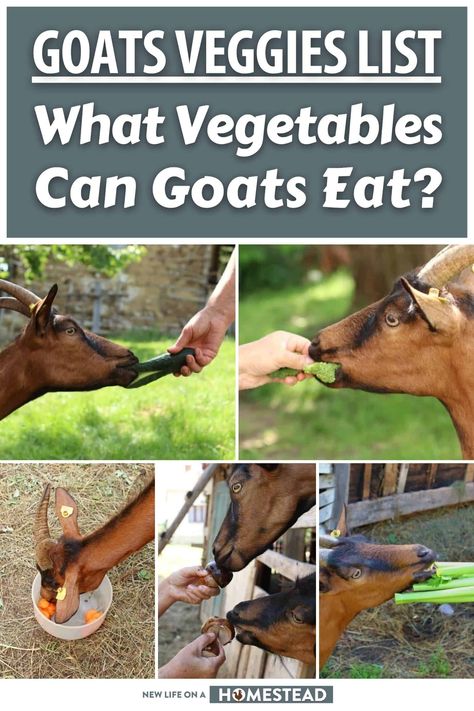 Goat Proof Garden, What Can Goats Eat, Goat Snacks For Goats, Goat Food List, What Do Goats Eat, All About Goats, Goat Treats Recipes, Goat Homestead, Veggies List