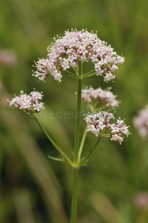 Tattoo Jimin, Valerian Plant, Uk Wildflowers, Valerian Flower, Valeriana Officinalis, Flower References, Herb Art, Relaxing Tea, Valerian