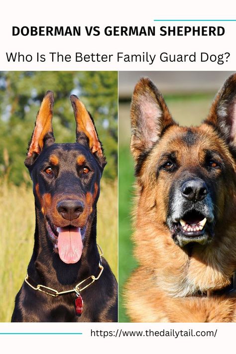 Guard Dog Breeds, Best Guard Dogs, Different Personalities, Guard Dog, Doberman Dogs, Funny Doodles, Dog Gear, Guard Dogs, Doberman Pinscher