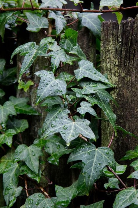 Ground Ivy Medicinal Uses, Common Ivy, Digital Grimoire, Medicinal Weeds, Common Garden Plants, Ivy Flower, Flower Dictionary, Botanical Inspiration, Ivy Plant