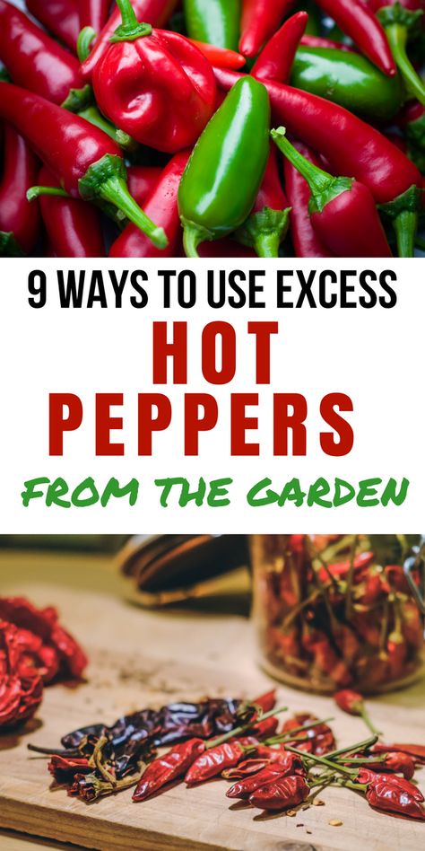 Man does my husband ever love hot peppers. We always try to grow them, but this year we have a bumper crop of excess hot peppers. Preserving Green Beans, Hot Pepper Recipes, Dried Chili Peppers, Salads To Go, Hot Sauce Recipes, Hot Peppers, Garden Recipes, Peppers Recipes, Salsa Recipe