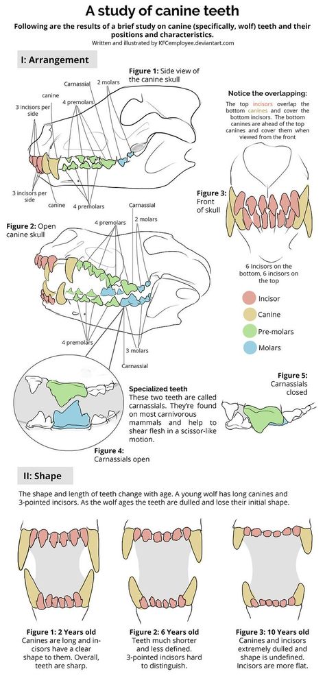 Teeth Study, Canine Skull, Vet School Motivation, Drawing Wolf, Vet Tech School, Canine Teeth, Veterinary Tech, Vet Tech Student, Vet Technician