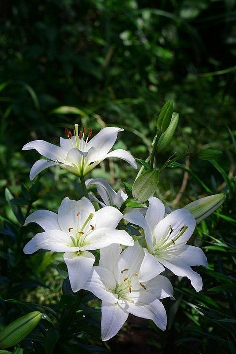 Tanaman Air, White Lily Flower, Lily White, White Garden, Beautiful Flowers Wallpapers, White Lilies, Beautiful Rose Flowers, Flower Phone Wallpaper, Lily Flower