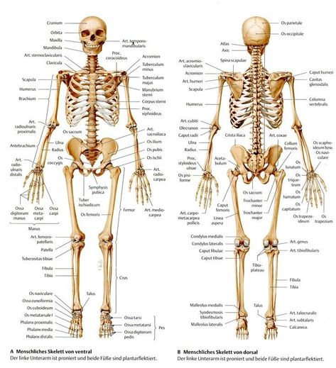 Gcse Resources, Human Anatomy Chart, Human Skeletal System, Human Skeleton Anatomy, Human Muscle Anatomy, Body Bones, Anatomy Bones, Medical School Life, Nurse Study Notes