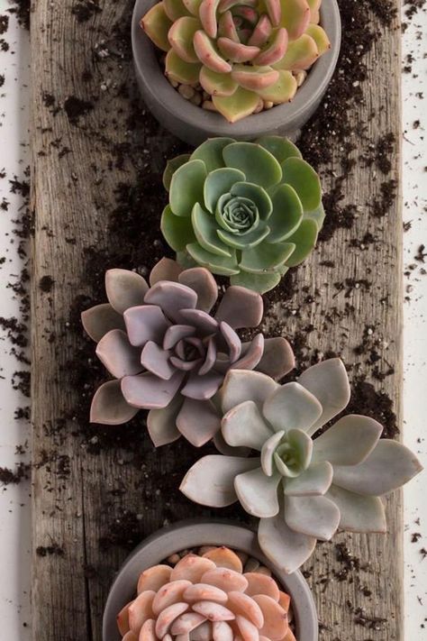 Succulent Aesthetic, Succulents Aesthetic, Succulent Wallpaper, Concrete Sink Bathroom, Succulents Wallpaper, Succulent Photography, Concrete Sink, Wallpaper Flowers, Concrete Planter