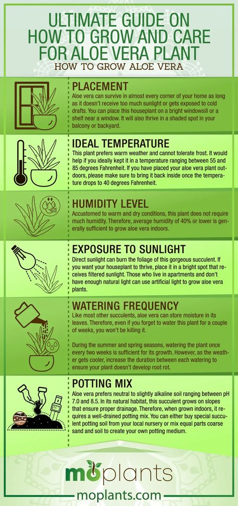 Ultimate Guide on How to Grow and Care for Aloe Vera Plant - Mo Plants Best Soil For Aloe Vera Plant, Save Aloe Vera Plant, Aloe Vera Growing Tips, New Plant Mom, How To Care For Aloe Vera Plant Indoors, Aloe Plant Propagation, Saving Aloe Vera Plant, Aloe Vera Plant Care Indoor, What To Do With Aloe Vera Plant