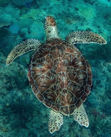 Turtles Photography, Sea Turtle From Above, Sea Turtle Photo, Sea Turtle Reference Photo, Turtle Reference Photo, Turtle Photos, Turtle Photo, Turtle Pictures, Sea Turtle Photography