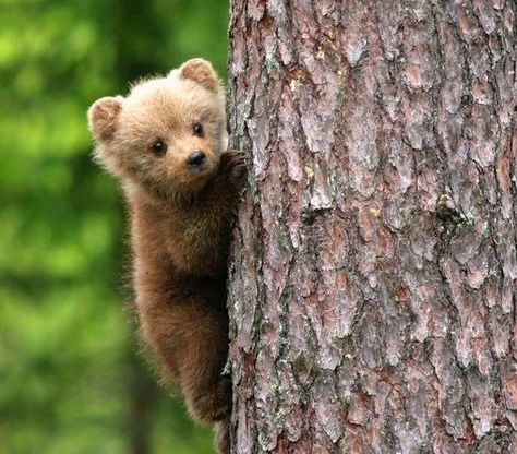 Bear Cub, Brown Bear, A Tree, Climbing, To Look, Tumblr