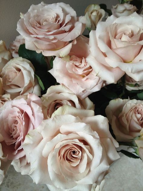 Quicksand Roses #blush #wedding #flowers #blooms #roses #Quicksand Champagne Roses, Rose Varieties, Colorful Roses, Spray Roses, Romantic Roses, Blush Roses, Arte Floral, Types Of Flowers, Beautiful Blooms