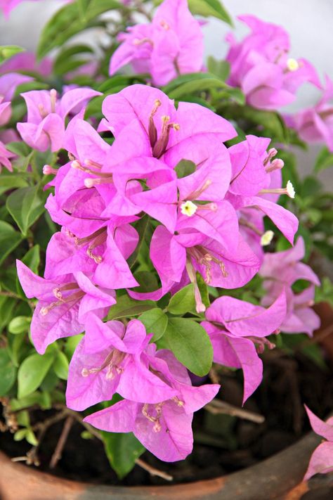 In warm regions, bougainvillea blooms almost year around and thrives outdoors. However, northern gardeners will have a bit more work to keep this plant alive and happy during winter. This article will help with tips on providing good bougainvillea winter care. Growing Bougainvillea, Flower Bougainvillea, Raised Garden Beds Cinder Blocks, Bougainvillea Colors, Bougainvillea Care, Bougainvillea Plant, Growing Winter Vegetables, Winter Greenhouse, Winter Veggies