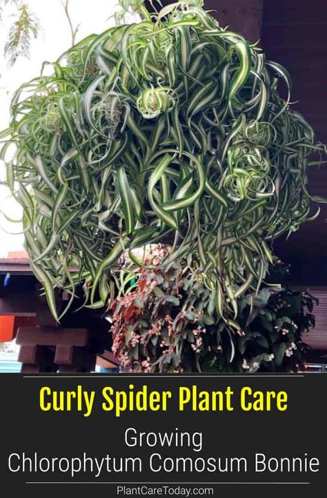 Curly Spider Plant Care | Chlorophytum Comosum Bonnie Curly Spider Plant, Spider Plant Care, Airplane Plant, Chlorophytum Comosum, Plants Care, Houseplant Care, Household Plants, Plant Care Houseplant, Spider Plant