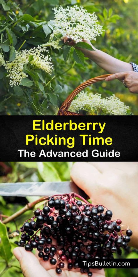 We show you how to grow elderberry plants and when to harvest ripe berries from your own garden. Elderflowers and elderberry fruit are both edible and are high in antioxidants, vitamin C, and perfect for making healthy elderberry syrup for ice cream. #howto #harvest #elderberries Elderberry Tree Identification, How To Dry Elderberries, What To Do With Elderberries, Elderberry Plant Identification, Fresh Elderberry Recipes, How To Process Elderberries, How To Harvest Elderberries, Elderberries Benefits, Elderberries Recipes