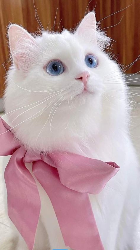 Cat With Bow, Cat Collage, Cat With Blue Eyes, Cat Hacks, White Kittens, White Cats, Cat Aesthetic, Pink Cat, Cat Wallpaper