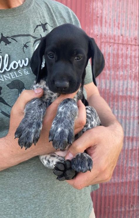 Cute Hunting Dogs, Black Gsp, Hunting Puppies, German Shorthaired Pointer Puppies, Gsp Puppy, Hunting Dogs Breeds, Gsp Dogs, Dog Hunting, Gsp Puppies