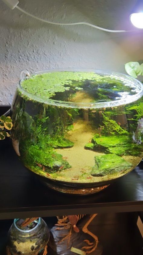 Shrimp Aquarium, Shrimp Bowl, Diy Fish Tank, Pinned Post, Nature Aquarium, Aquascaping, Would You Rather, New Hobbies, Aquariums