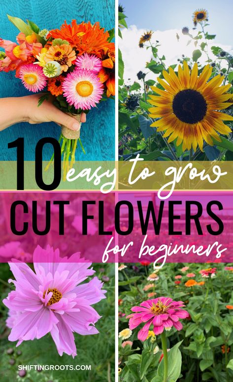 10 Easiest Annual Cut Flowers to Grow From Seed and 2 to Avoid | Shifting Roots Seed Flower Garden, Pick Your Own Flower Garden, Planting Wild Flowers Garden Ideas, Wild Flower Beds In Front Of House, Easiest Things To Grow In A Garden, Starting A Flower Garden For Beginners, How To Start A Flower Garden For Beginners, How To Garden For Beginners Flowers, How To Make A Cut Flower Garden