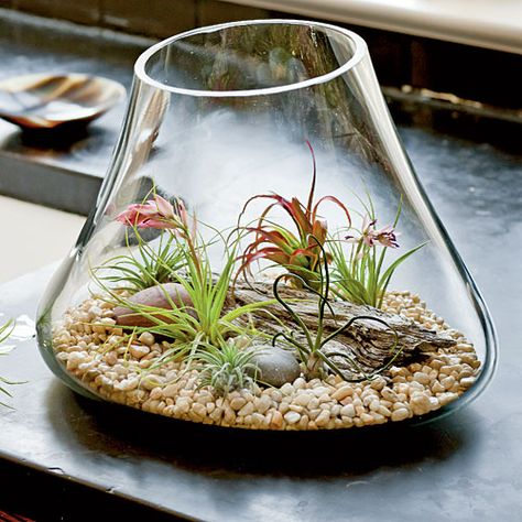 How To Create Terrarium Gardens | ﻿﻿Air plants grow naturally on branches and rocks, so no soil is needed. Glass Terrarium Ideas Easy Diy, Dessert Terrarium, Airplant Terrarium, Air Plant Garden, Air Plants Decor, Diy Terrarium, Beautiful Terrariums, Plant Terrarium, Air Plant Display