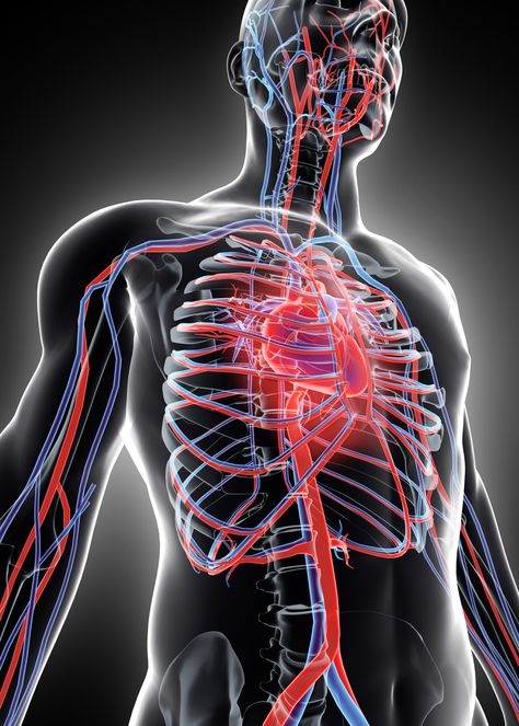 Respiratory And Circulatory System, Cardiology Study, Vascular System, Heart Diagram, Air Wallpaper, Internal Energy, Ib Art, Medical Animation, Arteries And Veins