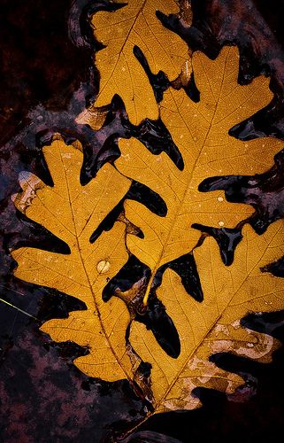 Autumn Tattoo, Leaves Autumn, Leaf Drawing, Oak Leaves, Autumn Painting, Fall Plants, Painted Leaves, Rock Painting Art, Oak Leaf