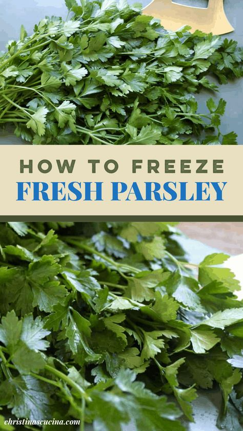 Can You Freeze Fresh Parsley, Can You Freeze Parsley, Fresh Parsley Uses, How To Freeze Fresh Parsley, How To Freeze Parsley, How To Save Fresh Parsley, What To Do With Fresh Parsley, Dried Parsley Recipes, Things To Do With Parsley