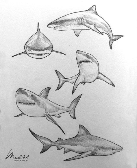 Zee Tattoo, Pencil Line Art, Sketchbook Tutorial, Daily Sketchbook, Save The Sharks, Shark Drawing, Conservation Art, Animal Drawings Sketches, Shark Art