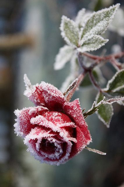 Frozen Rose, Sugar Rose, Winter Rose, Winter Flowers, Beautiful Rose Flowers, Rose Wallpaper, Winter Landscape, Winter Garden, Landscape Photos